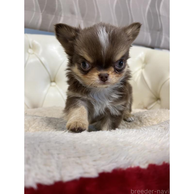 販売中の香川県のチワワ(ロングコート)-435941の3枚目