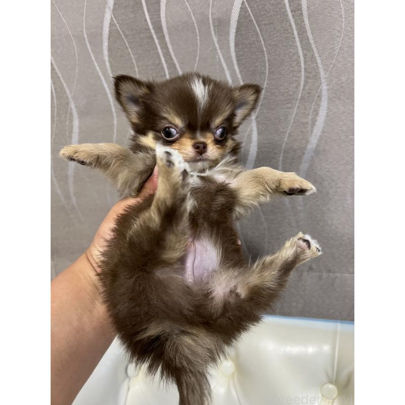 販売中の香川県のチワワ(ロングコート)-435941の2枚目