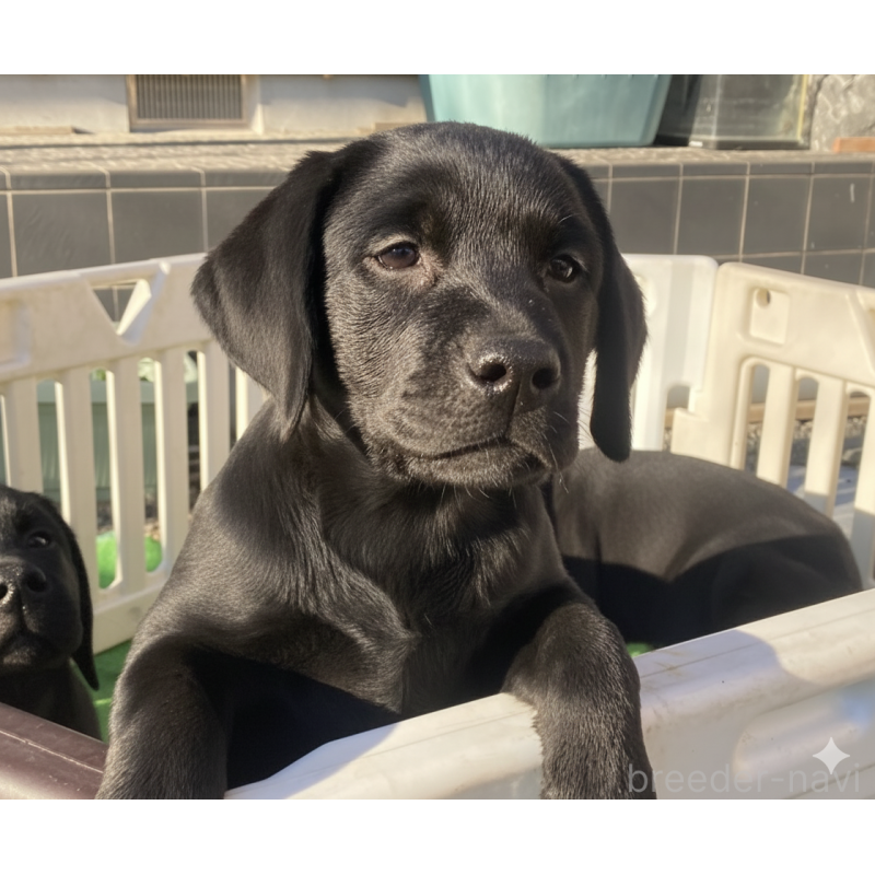 成約済の静岡県のラブラドールレトリーバー-422300の4枚目