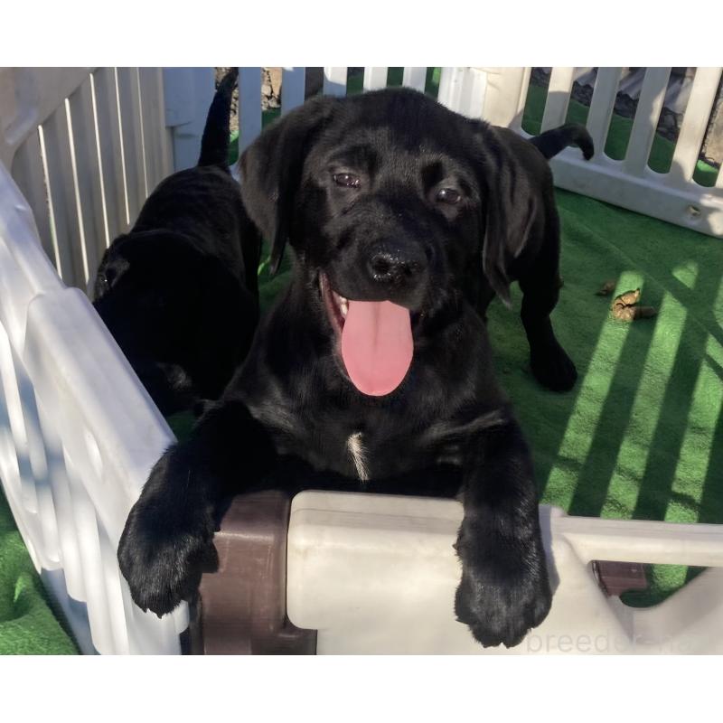 販売中の静岡県のラブラドールレトリーバー-422300