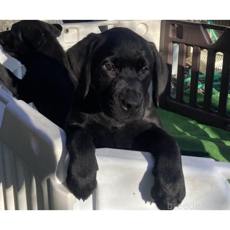 販売中の静岡県のラブラドールレトリーバー-422297