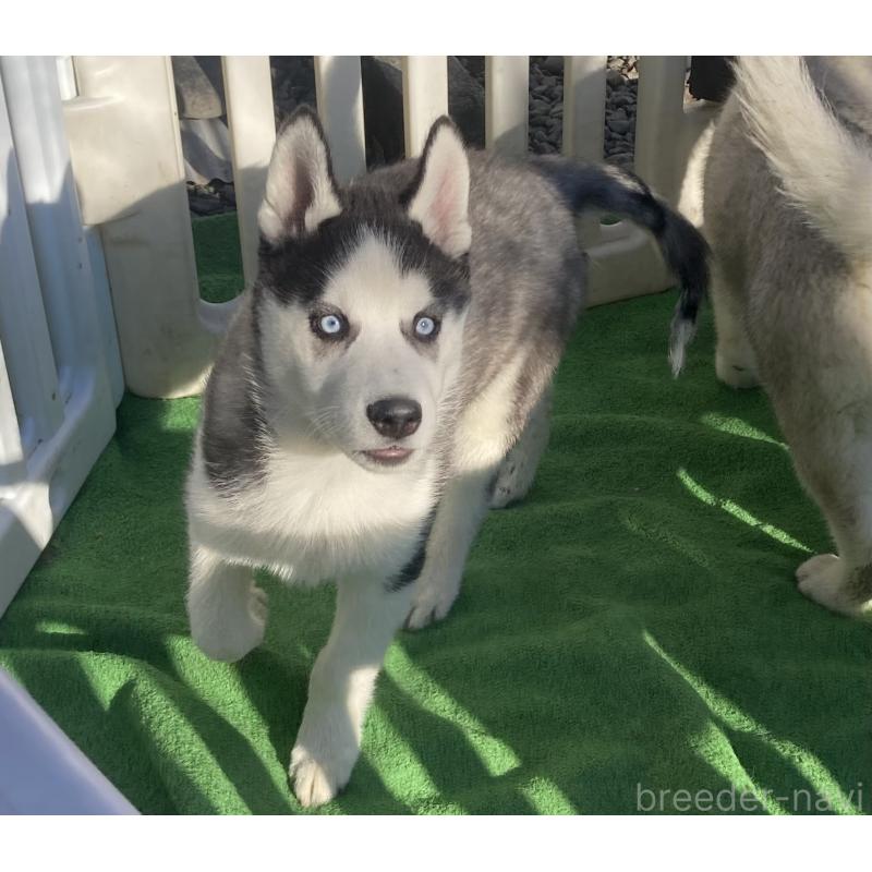 販売中の静岡県のシベリアンハスキー-425190