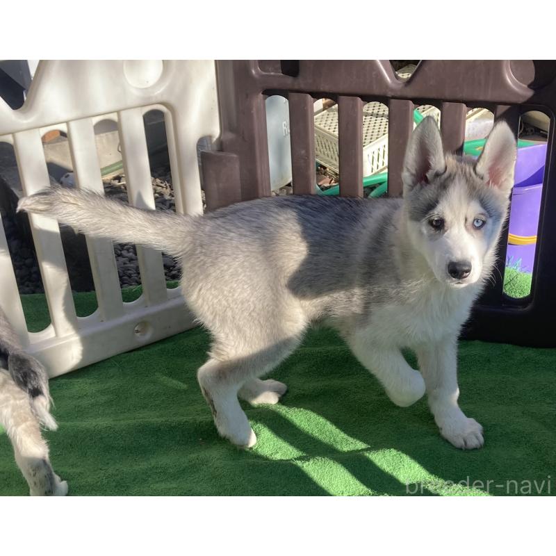 販売中の静岡県のシベリアンハスキー-425189