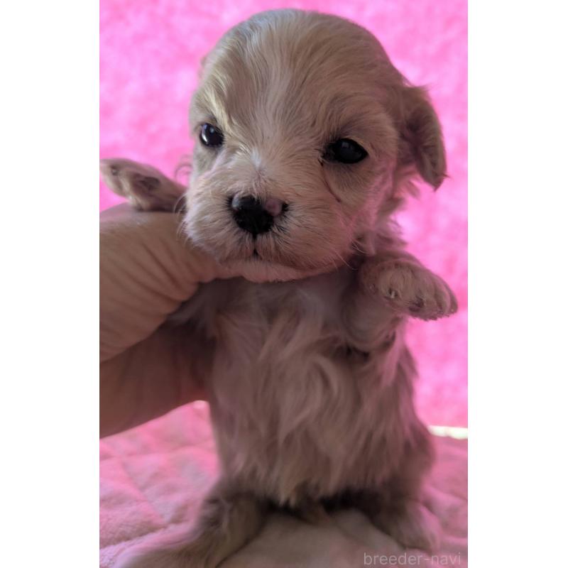 商談中の埼玉県のマルプー:マルチーズ×トイプードル-434618の30枚目