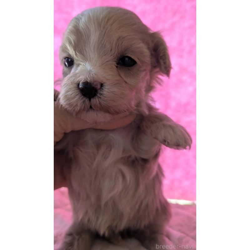 商談中の埼玉県のマルプー:マルチーズ×トイプードル-434618の29枚目