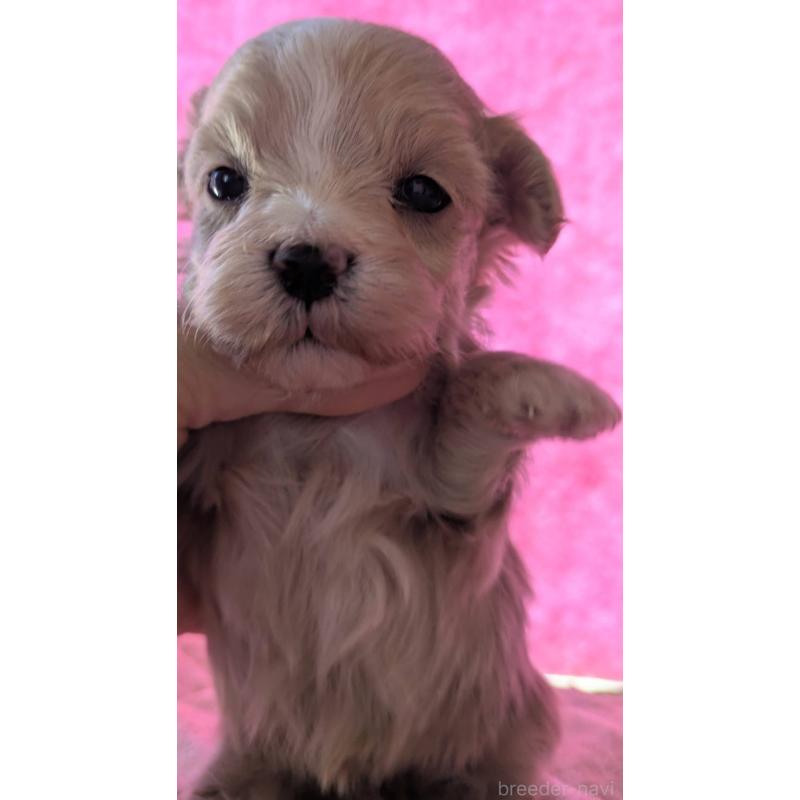 商談中の埼玉県のマルプー:マルチーズ×トイプードル-434618の28枚目