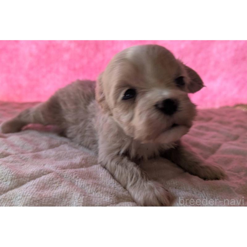 商談中の埼玉県のマルプー:マルチーズ×トイプードル-434618の27枚目