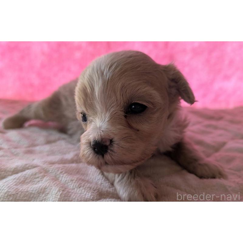 商談中の埼玉県のマルプー:マルチーズ×トイプードル-434618の26枚目