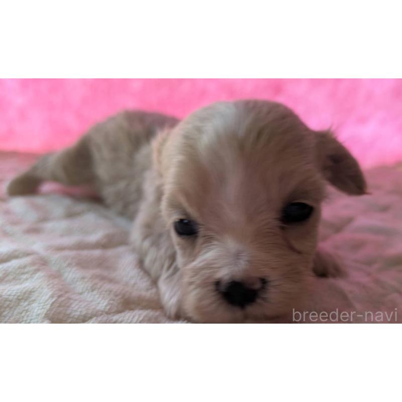 商談中の埼玉県のマルプー:マルチーズ×トイプードル-434618の25枚目