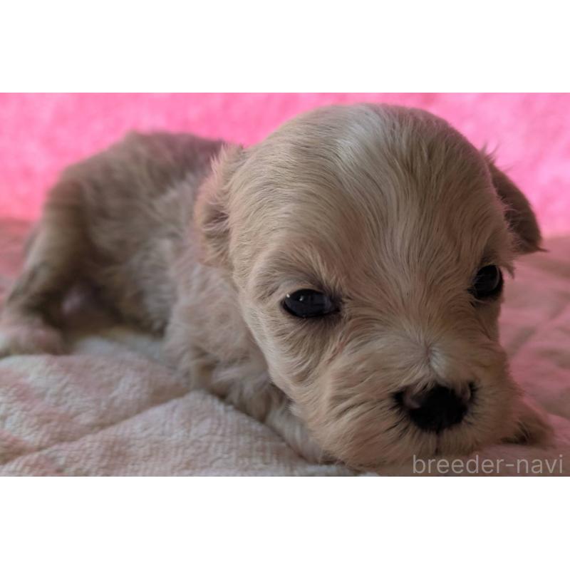 商談中の埼玉県のマルプー:マルチーズ×トイプードル-434618の24枚目