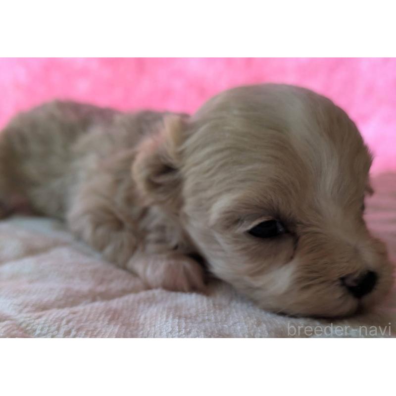 商談中の埼玉県のマルプー:マルチーズ×トイプードル-434618の22枚目