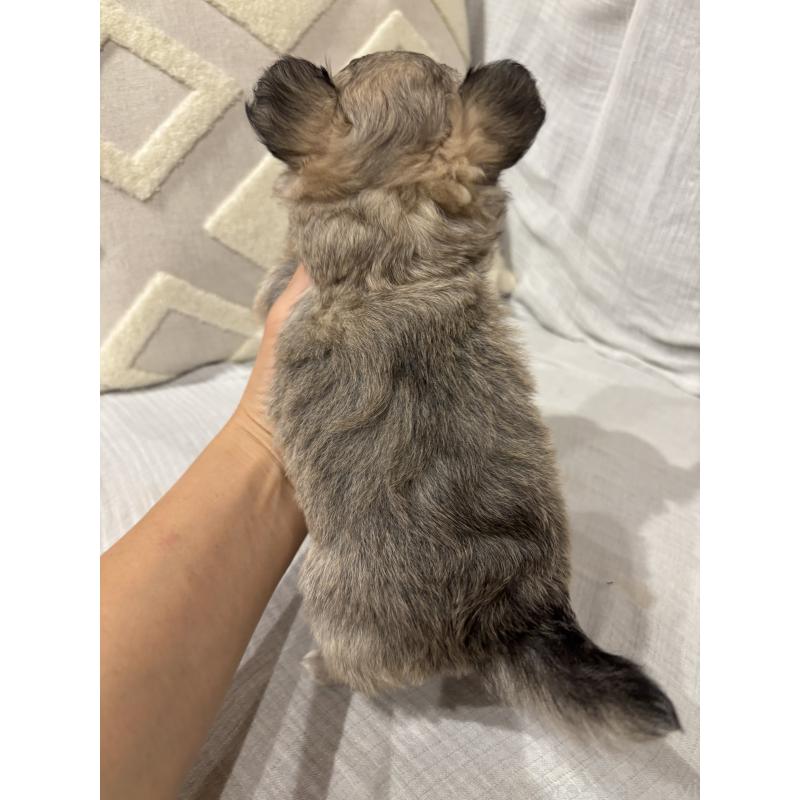 販売中の福岡県のチワワ(ロングコート)-435946の4枚目