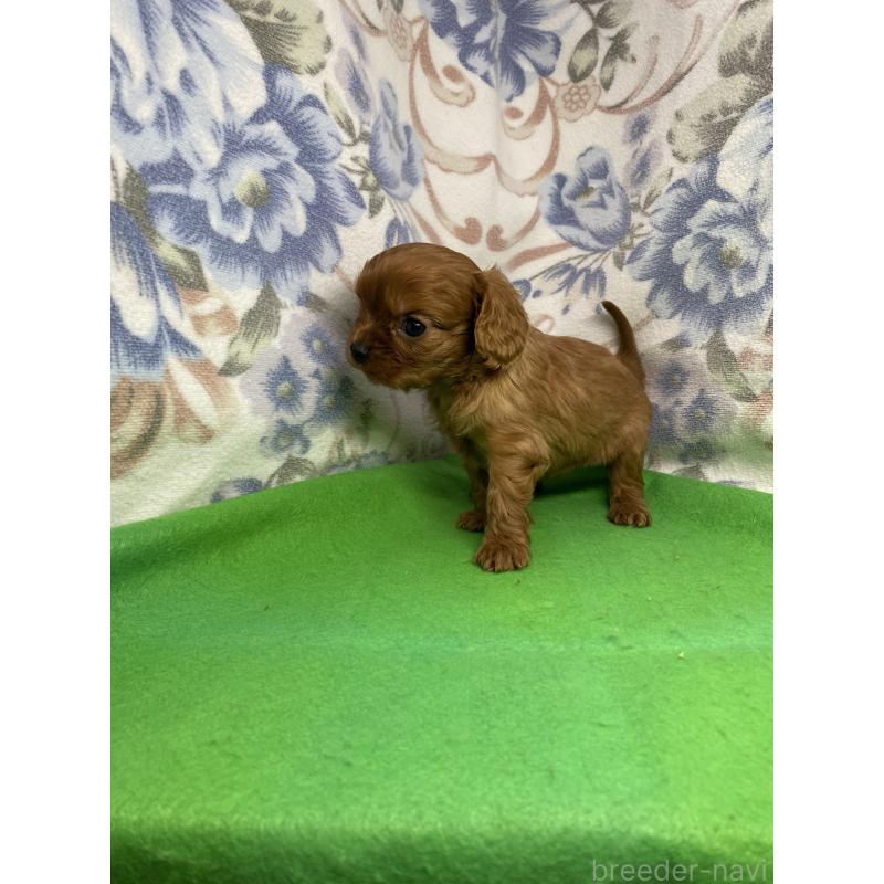 販売中の佐賀県のキャバリアキングチャールズスパニエル-435951の2枚目