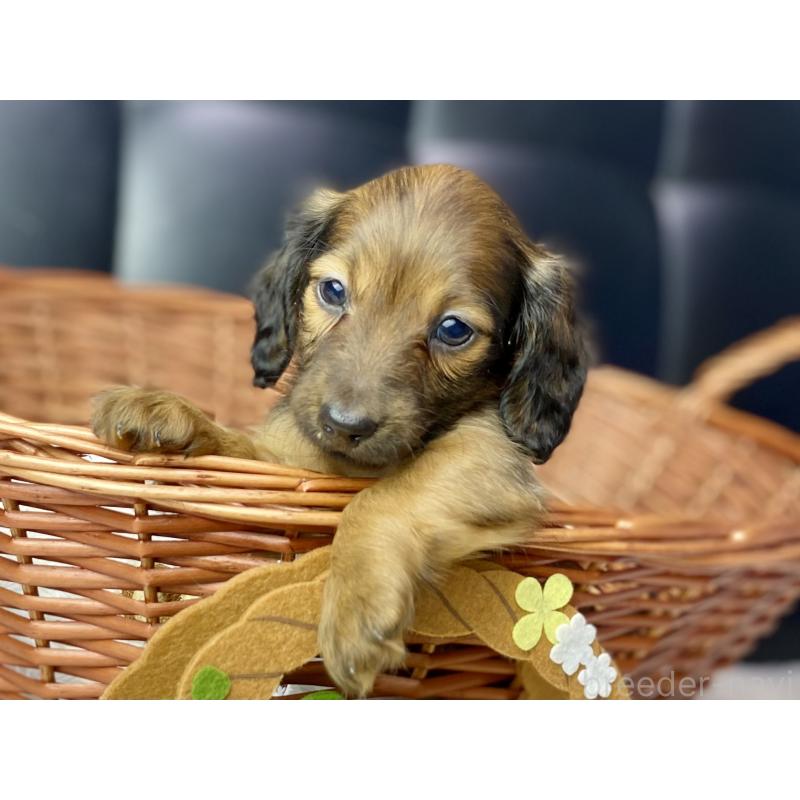 成約済の岐阜県のミニチュアダックスフンド(ロングヘアード)-428919の4枚目