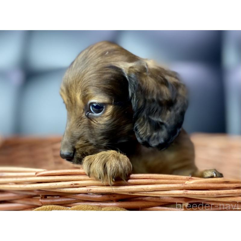 成約済の岐阜県のミニチュアダックスフンド(ロングヘアード)-428919の3枚目