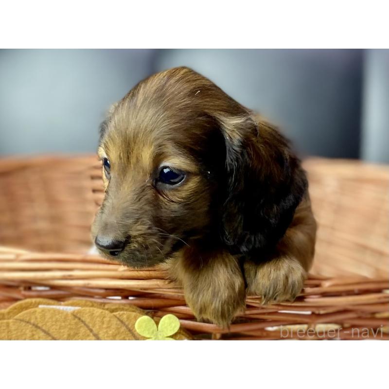 成約済の岐阜県のミニチュアダックスフンド(ロングヘアード)-428919の2枚目