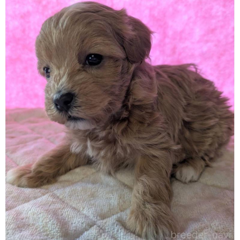 販売中の埼玉県のマルプー:マルチーズ×トイプードル-434726の17枚目