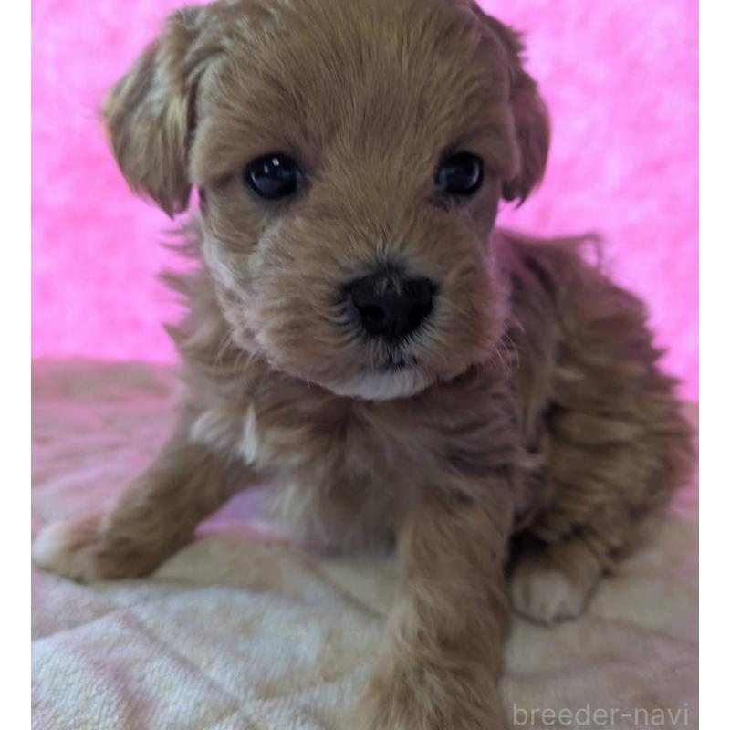 販売中の埼玉県のマルプー:マルチーズ×トイプードル-434726の14枚目