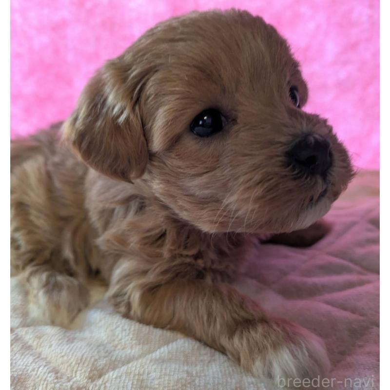 販売中の埼玉県のマルプー:マルチーズ×トイプードル-434726の13枚目