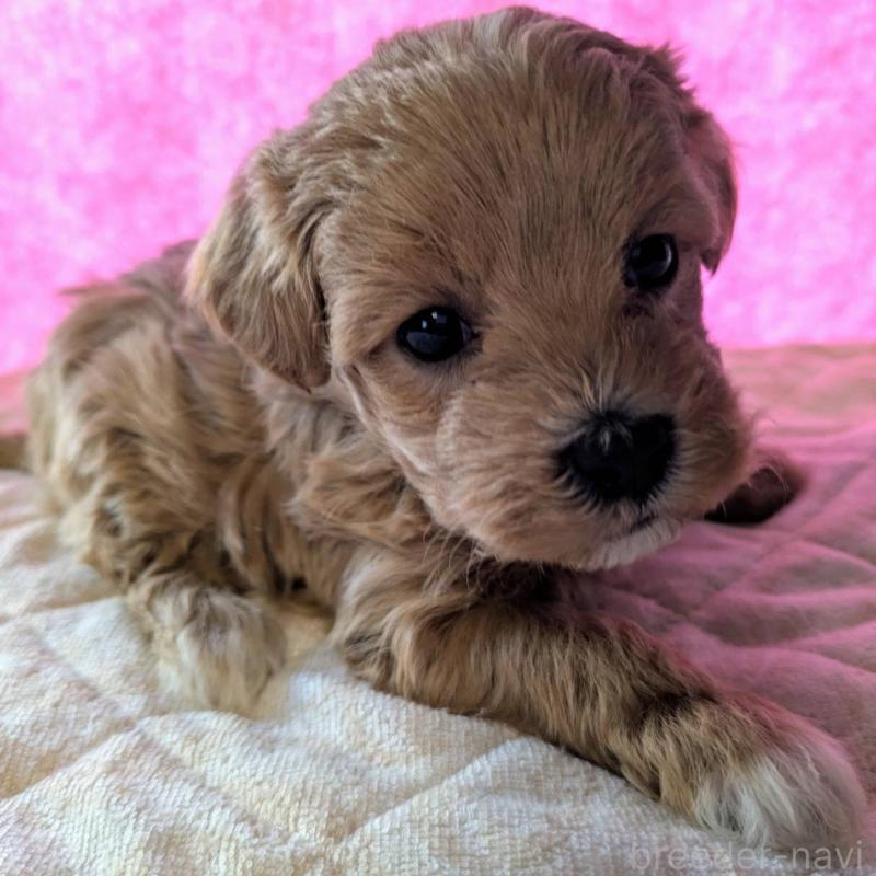 販売中の埼玉県のマルプー:マルチーズ×トイプードル-434726の12枚目