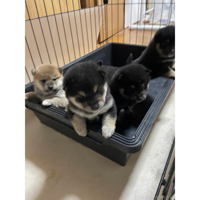 成約済の茨城県の柴犬-434809の7枚目