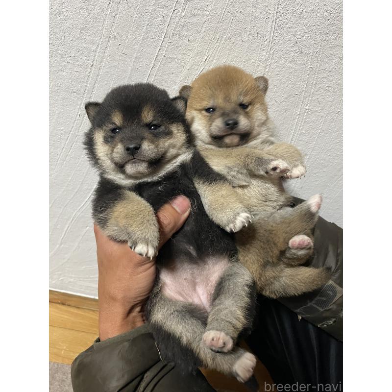 成約済の茨城県の柴犬-434809の6枚目