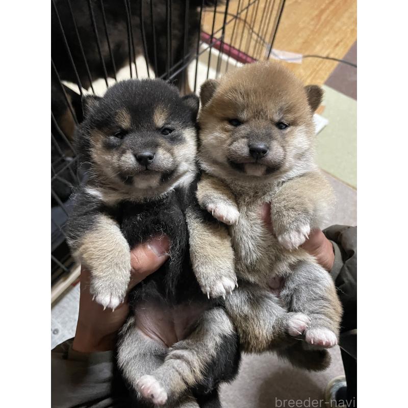 成約済の茨城県の柴犬-434809の5枚目