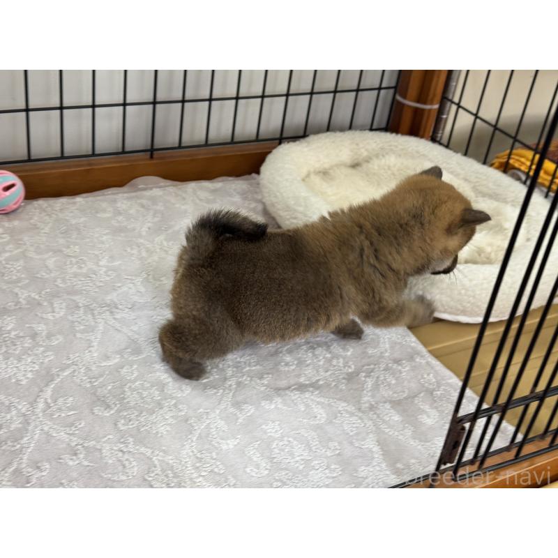 販売中の岡山県の柴犬-435955の5枚目