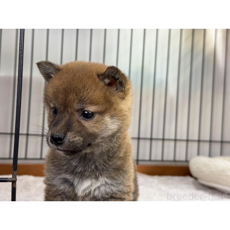 販売中の岡山県の柴犬-435955の4枚目