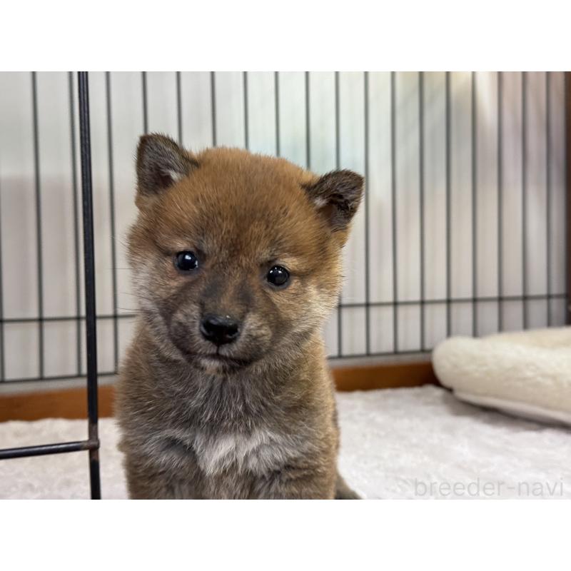 販売中の岡山県の柴犬-435955の3枚目