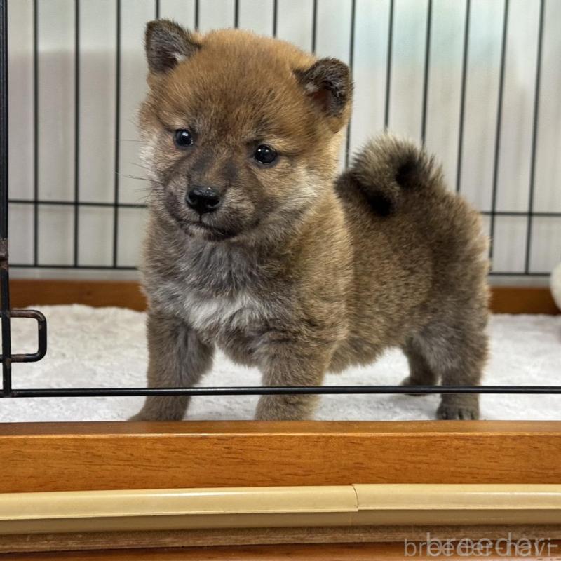 販売中の岡山県の柴犬-435955