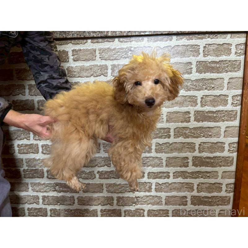 販売中の沖縄県のタイニープードル-419340の8枚目