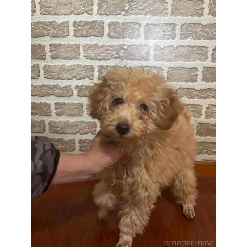 販売中の沖縄県のタイニープードル-419340の6枚目