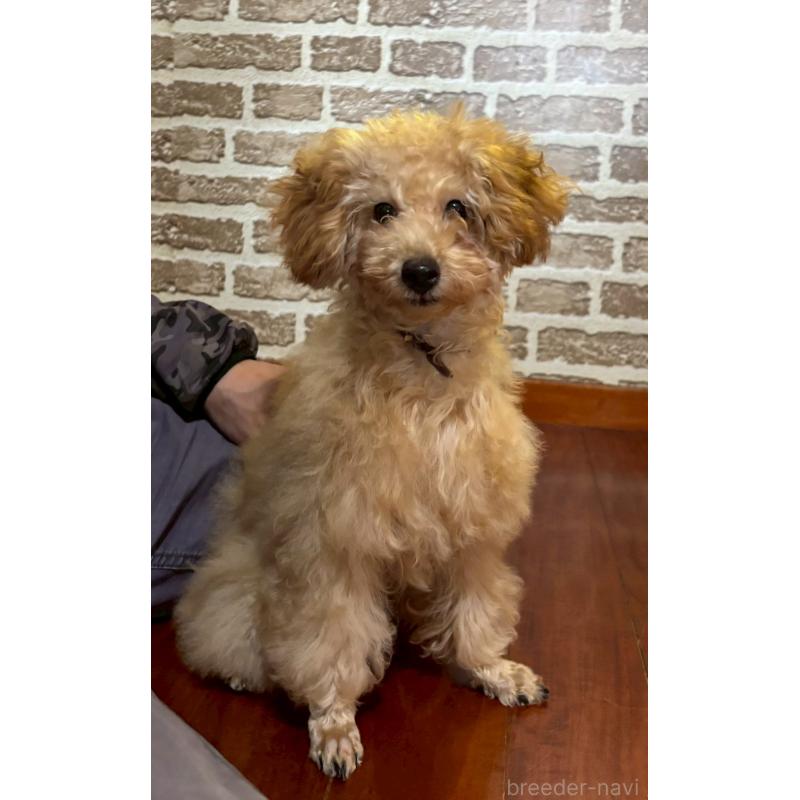 販売中の沖縄県のタイニープードル-419340の5枚目