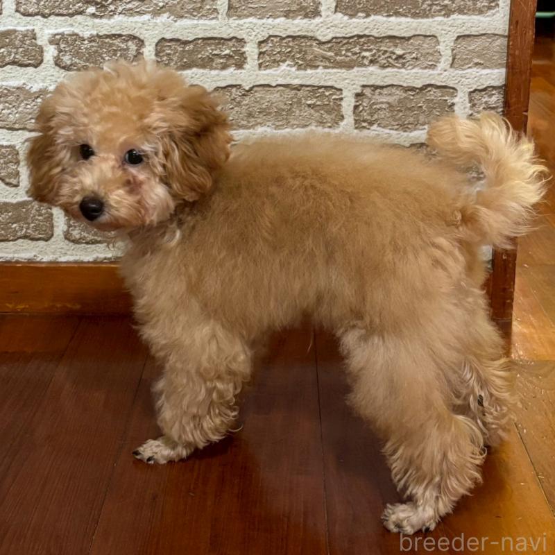 販売中の沖縄県のタイニープードル-419340の4枚目