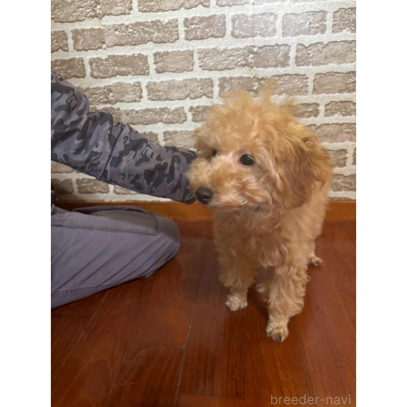 販売中の沖縄県のタイニープードル-419339の5枚目