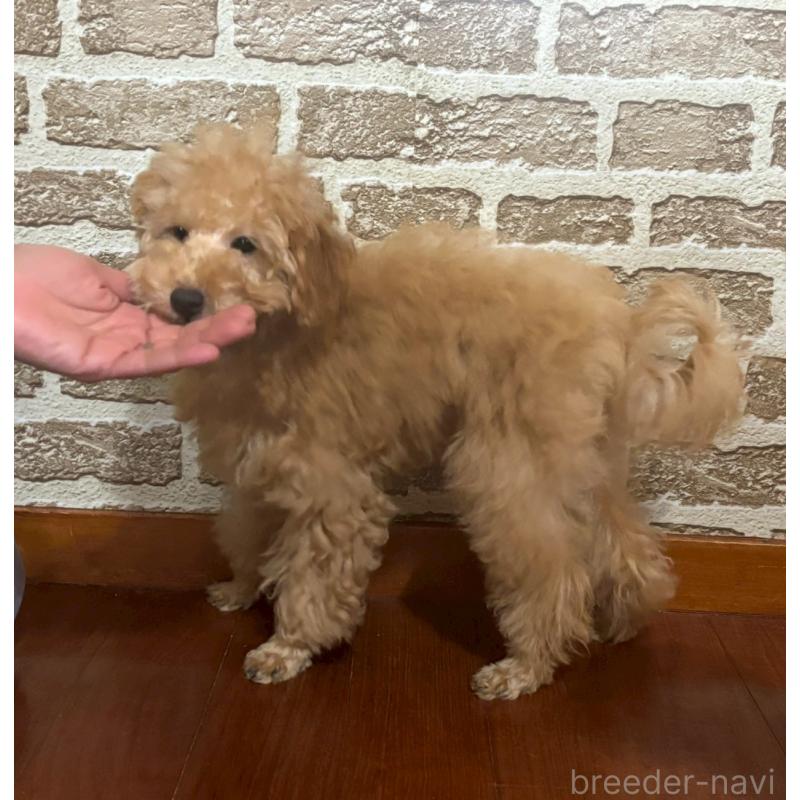 販売中の沖縄県のタイニープードル-419339の3枚目