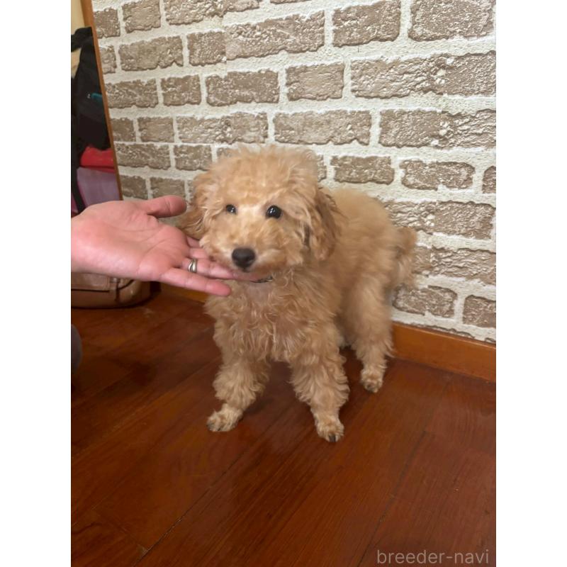 販売中の沖縄県のタイニープードル-419339の2枚目