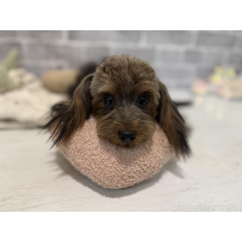 販売中の東京都のマルキー:マルチーズ×ヨークシャーテリア-391737の10枚目