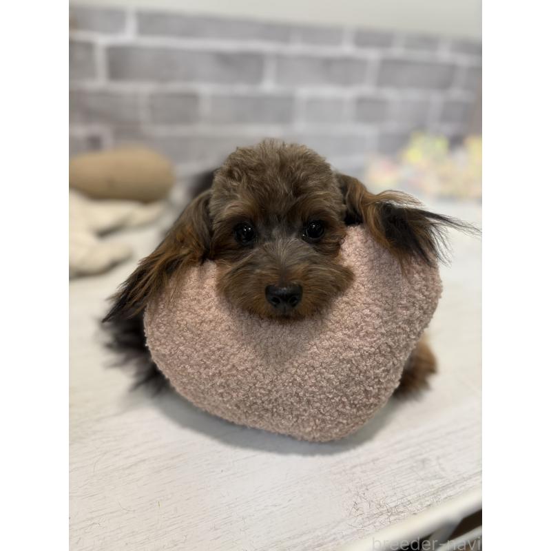 販売中の東京都のマルキー:マルチーズ×ヨークシャーテリア-391737の8枚目