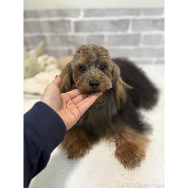 販売中の東京都のマルキー:マルチーズ×ヨークシャーテリア-391737の7枚目