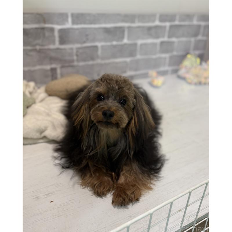 販売中の東京都のマルキー:マルチーズ×ヨークシャーテリア-391737の6枚目