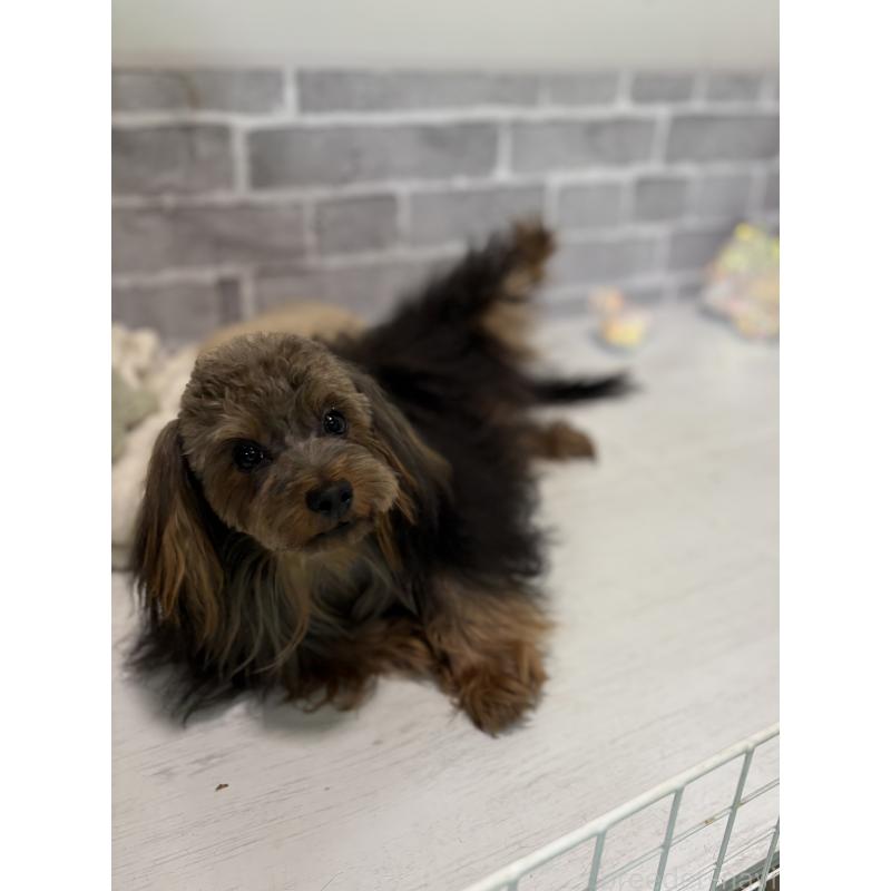 販売中の東京都のマルキー:マルチーズ×ヨークシャーテリア-391737の5枚目