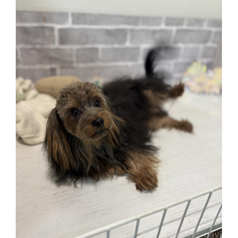 販売中の東京都のマルキー:マルチーズ×ヨークシャーテリア-391737の4枚目