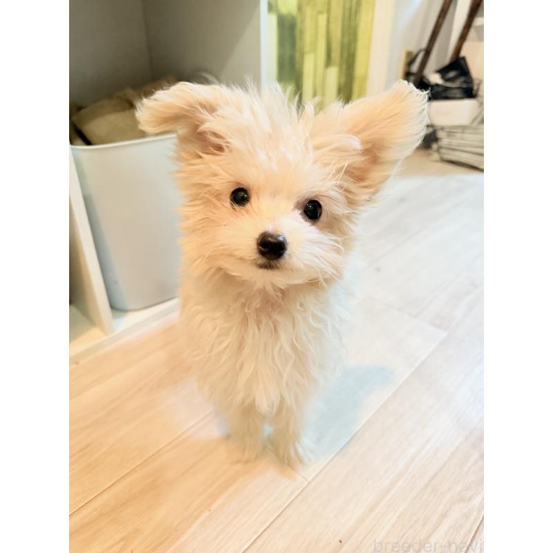 販売中の大分県のポメプー:ポメラニアン×トイプードル-418841の3枚目