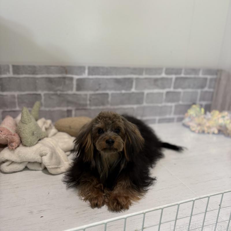 販売中の東京都のマルキー:マルチーズ×ヨークシャーテリア-391737の3枚目