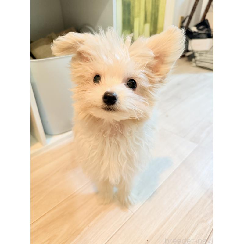 販売中の大分県のポメプー:ポメラニアン×トイプードル-418841