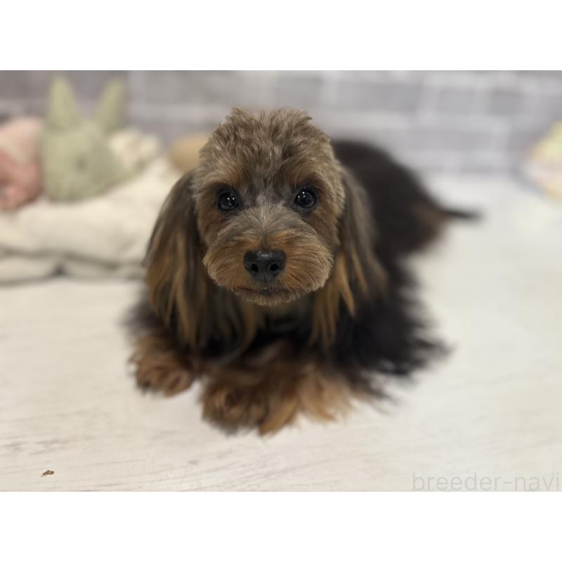 販売中の東京都のマルキー:マルチーズ×ヨークシャーテリア-391737の2枚目