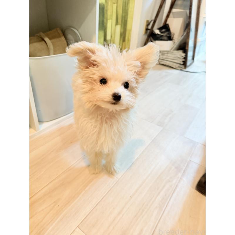 販売中の大分県のポメプー:ポメラニアン×トイプードル-418841の2枚目