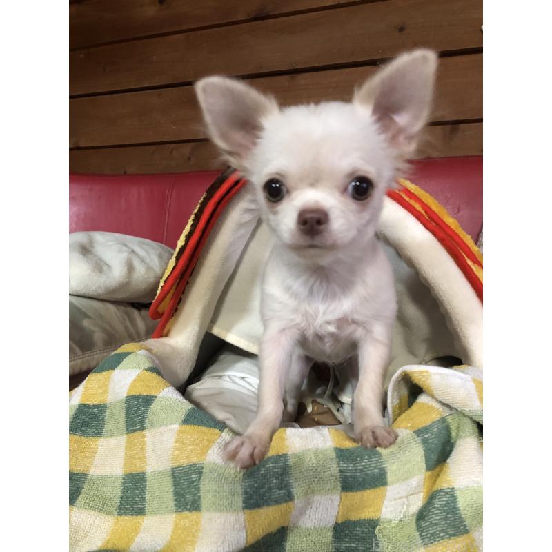 販売中の兵庫県のチワワ(ロングコート)-413797の17枚目